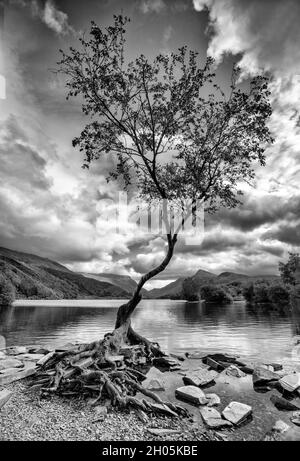 Arbre solitaire à Llyn Padarn à Snowdonia, Gwynedd Wales Royaume-Uni Banque D'Images