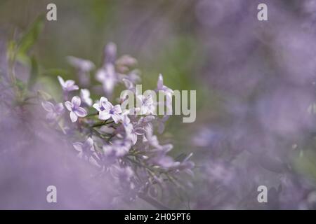 Photo sélective d'une plante à fleurs Syringa lilas qui pousse dans le jardin Banque D'Images