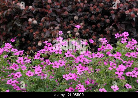 Géraniums. Géranium Patricia. Fleurs rose vif de Géranium vivace rustique 'Patricia' dans un parterre de fleurs Banque D'Images