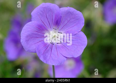 Le projet de loi de géranium hybride 'Brookside' présente d'abondantes fleurs violettes profondes dans une bordure de jardin. Royaume-Uni Banque D'Images