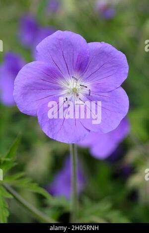 Le projet de loi de géranium hybride 'Brookside' présente d'abondantes fleurs violettes profondes dans une bordure de jardin. Royaume-Uni Banque D'Images