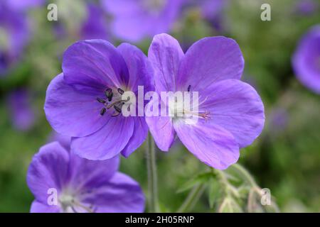 Le projet de loi de géranium hybride 'Brookside' présente d'abondantes fleurs violettes profondes dans une bordure de jardin. Royaume-Uni Banque D'Images