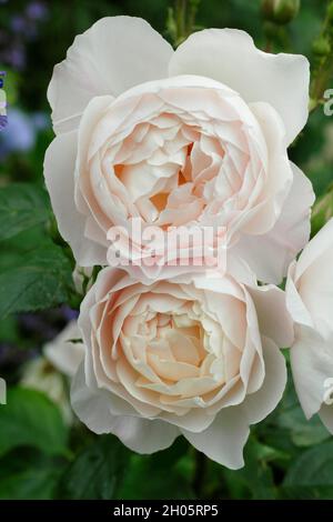 Desdemona rose.Fleurs roses crémeuses de Rosa 'Desdemona' (Auskindling), rose arbuste anglais Royaume-Uni Banque D'Images
