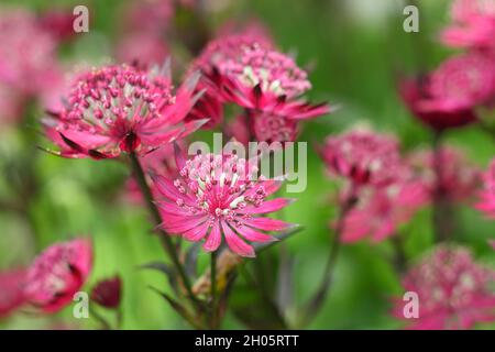 Astrantia Major 'Gill Richardson' masterwort présentant des ombelles et des bractées de cramoisi profond.Masterwort Gill Richardson Group.SYN.Coussin à épingles Hattie. Banque D'Images