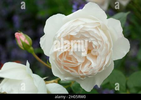 Rosa Desdemona s'est levée. Fleurs roses crémeuses de Rosa 'Desdemona' (Auskindling), rose arbuste anglaise UK Banque D'Images
