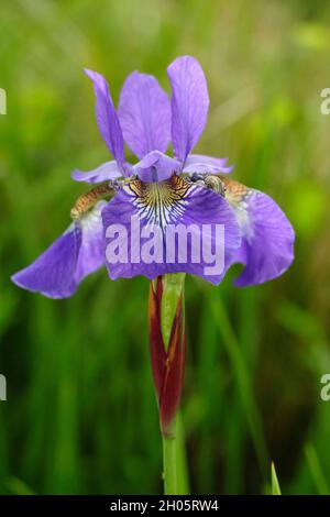 Iris sibirica «Blue King» iris sibérien affichant des fleurs violettes caractéristiques avec des gorges à veinettes jaunes.ROYAUME-UNI Banque D'Images