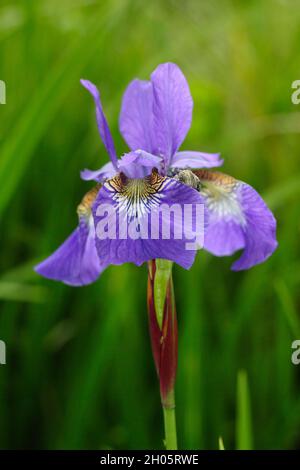 Iris sibirica «Blue King» iris sibérien affichant des fleurs violettes caractéristiques avec des gorges à veinettes jaunes.ROYAUME-UNI Banque D'Images