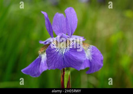 Iris sibirica «Blue King» iris sibérien affichant des fleurs violettes caractéristiques avec des gorges à veinettes jaunes.ROYAUME-UNI Banque D'Images