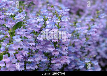 Penstemon.Penstemon heterophyllus 'Heavenly Blue', une langue à croissance faible avec des fleurs denses de bleu pourpre.ROYAUME-UNI Banque D'Images