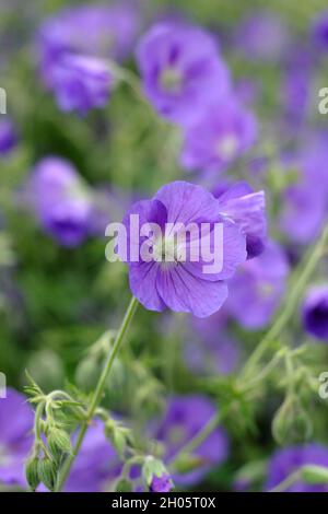 Crâne géranium 'Orion' affichant des masses de fleurs bleues pourpres distinctives dans une bordure de jardin, Royaume-Uni Banque D'Images