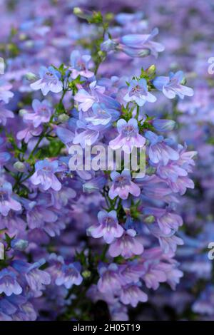 Penstemon.Penstemon heterophyllus 'Heavenly Blue', une langue à croissance faible avec des fleurs denses de bleu pourpre.ROYAUME-UNI Banque D'Images