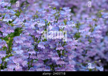 Penstemon.Penstemon heterophyllus 'Heavenly Blue', une langue à croissance faible avec des fleurs denses de bleu pourpre.ROYAUME-UNI Banque D'Images