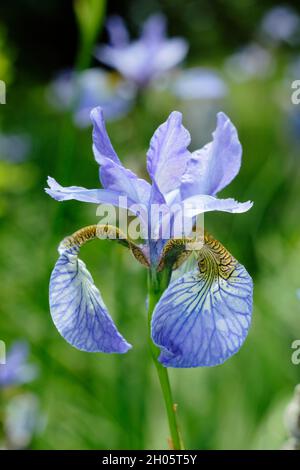 Iris sibirica 'Perry's Blue'.Fleurs de violet pâle de l'iris sibérien Bleu de Perry dans une bordure de jardin.ROYAUME-UNI Banque D'Images