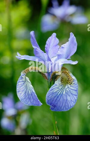 Iris sibirica 'Perry's Blue'.Fleurs de violet pâle de l'iris sibérien Bleu de Perry dans une bordure de jardin.ROYAUME-UNI Banque D'Images