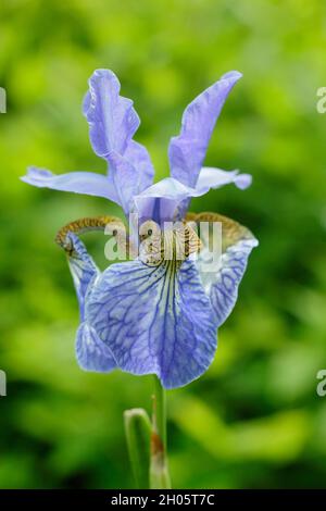 Iris sibirica 'Perry's Blue'.Fleurs de violet pâle de l'iris sibérien Bleu de Perry dans une bordure de jardin.ROYAUME-UNI Banque D'Images