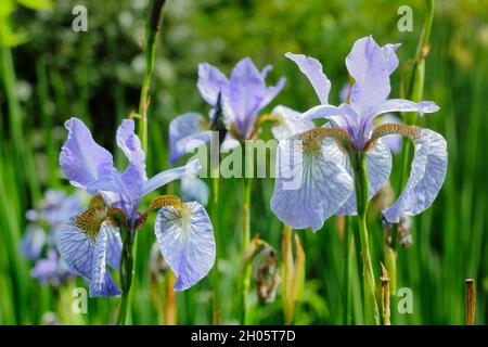 Iris sibirica 'Perry's Blue'.Fleurs de violet pâle de l'iris sibérien Bleu de Perry dans une bordure de jardin.ROYAUME-UNI Banque D'Images