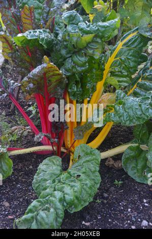 Coloré Rainbow Chard/Swiss 'Beta vulgaris' cultivé dans un lit surélevé dans le jardin de la cuisine à RHS Garden Bridgewater, Worsley, Greater Manchester, Royaume-Uni. Banque D'Images