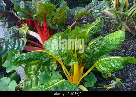 Coloré Rainbow Chard/Swiss 'Beta vulgaris' cultivé dans un lit surélevé dans le jardin de la cuisine à RHS Garden Bridgewater, Worsley, Greater Manchester, Royaume-Uni. Banque D'Images