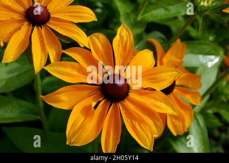 Jaune/orange Susan Coneflowers à yeux noirs (jaune Summerina) 'Rudbeckia' fleurs cultivées dans les frontières de RHS Garden Bridgewater, Worsley, Manchester. Banque D'Images