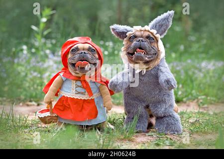 Joyeux chien de taureaux français vêtus comme des personnages de conte de fées Little Red Riding Hood et Big Bad Wolf avec des costumes complets avec des fausses armes dans la forêt Banque D'Images