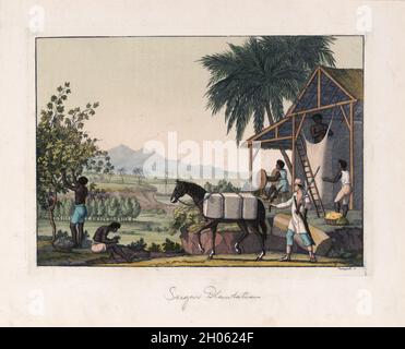 Gravure de couleur vintage vers 1821 de la fabrication de coton aux Antilles néerlandaises ou aux Antilles néerlandaises dans les Antilles orientales utilisant des esclaves africains.Par l'artiste Paolo Fumagalli Banque D'Images