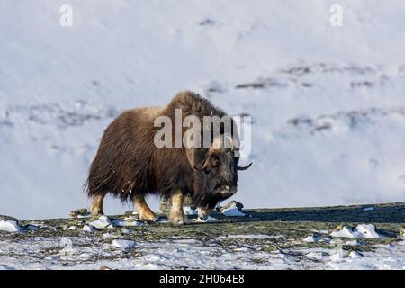 Portrait de l'homme dans la toundra enneigée en hiver, dans le parc national de Dovrefjell–Sunndalsfjella, Norvège, taureau musqué (Ovibos moschatus) Banque D'Images