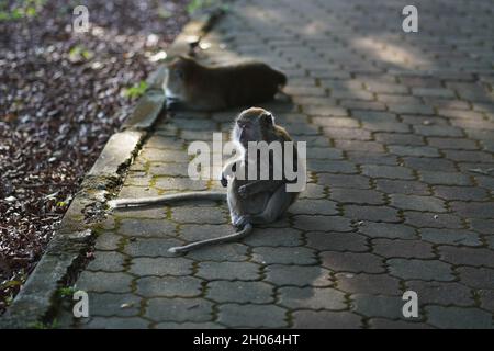 Enfant singe dans les hugs de la mère sont sur la piste de jogging se reposant sous l'ombre des arbres à Taman Bandar Indera Mahkota Kuantan Pahang Banque D'Images