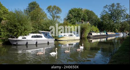 Newbury, Berkshire, Angleterre, Royaume-Uni.2021. Famille de cygnes nageant vers Newbury sur le canal de Kennett et Avon. Banque D'Images