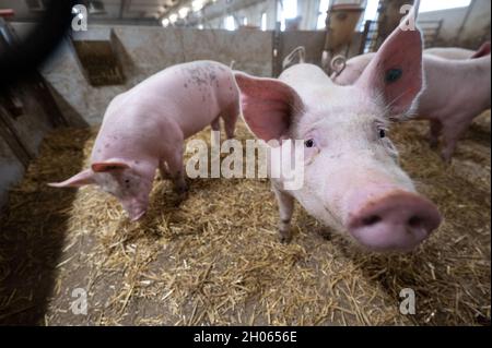 11 octobre 2021, Bade-Wurtemberg, Böhmenkirch: Les cochons se trouvent dans la plume d'une maison de cochon de bien-être animal.La grange est l'une des nombreuses nouvelles maisons de porcs, particulièrement adaptées aux animaux, dans le district de Göppingen, d'où les porcs sont commercialisés par le biais de plusieurs programmes régionaux de protection des animaux.Photo: Marijan Murat/dpa Banque D'Images