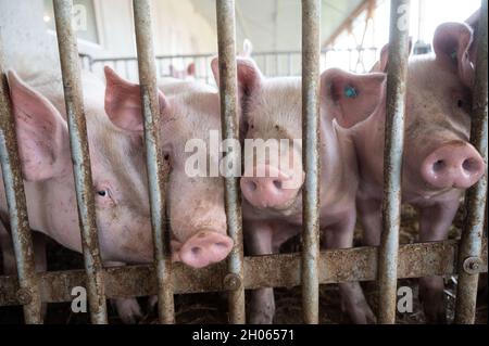 11 octobre 2021, Bade-Wurtemberg, Böhmenkirch: Les cochons se trouvent dans la plume d'une maison de cochon de bien-être animal.La grange est l'une des nombreuses nouvelles maisons de porcs, particulièrement adaptées aux animaux, dans le district de Göppingen, d'où les porcs sont commercialisés par le biais de plusieurs programmes régionaux de protection des animaux.Photo: Marijan Murat/dpa Banque D'Images