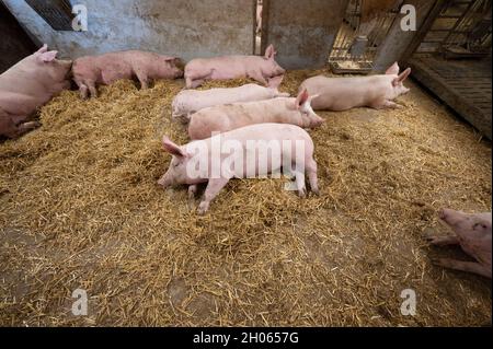 11 octobre 2021, Bade-Wurtemberg, Böhmenkirch: Les cochons se trouvent dans la plume d'une maison de cochon de bien-être animal.La grange est l'une des nombreuses nouvelles maisons de porcs, particulièrement adaptées aux animaux, dans le district de Göppingen, d'où les porcs sont commercialisés par le biais de plusieurs programmes régionaux de protection des animaux.Photo: Marijan Murat/dpa Banque D'Images