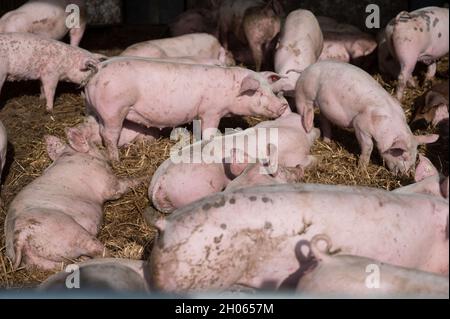 11 octobre 2021, Bade-Wurtemberg, Böhmenkirch: Les cochons se trouvent dans la plume d'une maison de cochon de bien-être animal.La grange est l'une des nombreuses nouvelles maisons de porcs, particulièrement adaptées aux animaux, dans le district de Göppingen, d'où les porcs sont commercialisés par le biais de plusieurs programmes régionaux de protection des animaux.Photo: Marijan Murat/dpa Banque D'Images