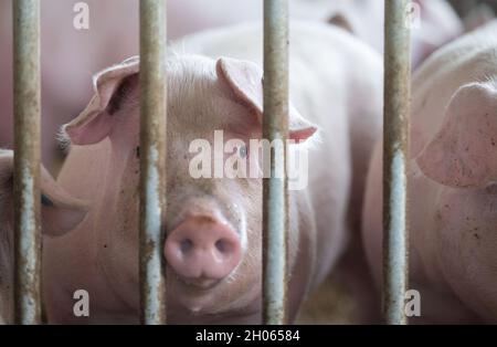 11 octobre 2021, Bade-Wurtemberg, Böhmenkirch: Les cochons se trouvent dans la plume d'une maison de cochon de bien-être animal.La grange est l'une des nombreuses nouvelles maisons de porcs, particulièrement adaptées aux animaux, dans le district de Göppingen, d'où les porcs sont commercialisés par le biais de plusieurs programmes régionaux de protection des animaux.Photo: Marijan Murat/dpa Banque D'Images