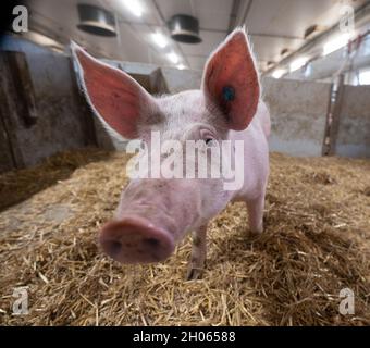 11 octobre 2021, Bade-Wurtemberg, Böhmenkirch: Les cochons se trouvent dans la plume d'une maison de cochon de bien-être animal.La grange est l'une des nombreuses nouvelles maisons de porcs, particulièrement adaptées aux animaux, dans le district de Göppingen, d'où les porcs sont commercialisés par le biais de plusieurs programmes régionaux de protection des animaux.Photo: Marijan Murat/dpa Banque D'Images