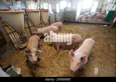 11 octobre 2021, Bade-Wurtemberg, Böhmenkirch: Les cochons se trouvent dans la plume d'une maison de cochon de bien-être animal.La grange est l'une des nombreuses nouvelles maisons de porcs, particulièrement adaptées aux animaux, dans le district de Göppingen, d'où les porcs sont commercialisés par le biais de plusieurs programmes régionaux de protection des animaux.Photo: Marijan Murat/dpa Banque D'Images