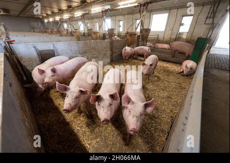 11 octobre 2021, Bade-Wurtemberg, Böhmenkirch: Les cochons se trouvent dans la plume d'une maison de cochon de bien-être animal.La grange est l'une des nombreuses nouvelles maisons de porcs, particulièrement adaptées aux animaux, dans le district de Göppingen, d'où les porcs sont commercialisés par le biais de plusieurs programmes régionaux de protection des animaux.Photo: Marijan Murat/dpa Banque D'Images