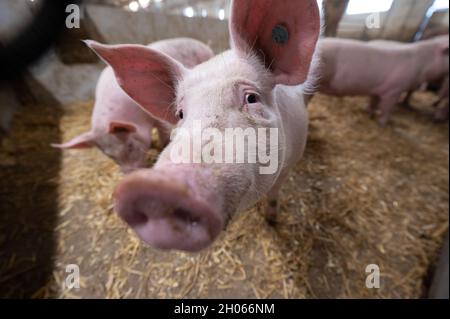 11 octobre 2021, Bade-Wurtemberg, Böhmenkirch: Les porcs se tiennent dans la plume d'une maison de cochon de bien-être animal.La grange est l'une des nombreuses nouvelles maisons de porcs, particulièrement adaptées aux animaux, dans le district de Göppingen, d'où les porcs sont commercialisés par le biais de plusieurs programmes régionaux de protection des animaux.Photo: Marijan Murat/dpa Banque D'Images