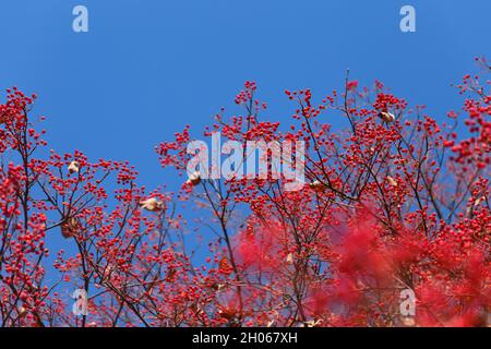 Branches d'arbre pleines de baies rouges brillantes contre le ciel bleu Banque D'Images