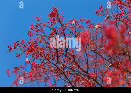 Branches d'arbre pleines de baies rouges brillantes contre le ciel bleu Banque D'Images