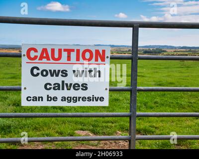 Un panneau portant des lettres rouges et noires fixé à une porte d'entrée d'un champ de ferme avertit les marcheurs que les vaches avec des veaux peuvent être agressives Banque D'Images