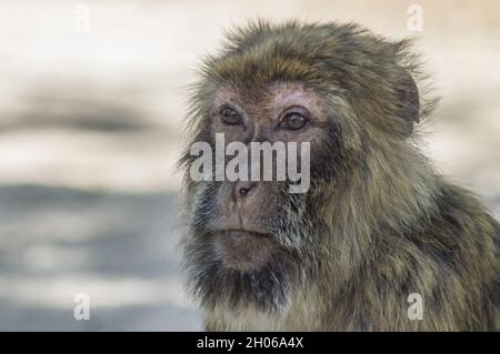 Photo sélective de Macaque assis au sol dans un zoo Banque D'Images