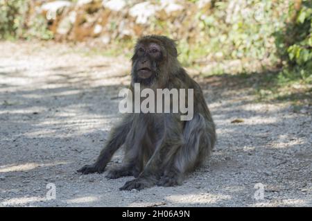 Photo sélective de Macaque assis au sol dans un zoo Banque D'Images
