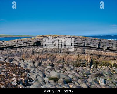 Les strates de roches pliées de Greymaare Rock sur la côte de Northumberland, près du château de Dunstanburgh.Un affleurement du seuil Whin. Banque D'Images