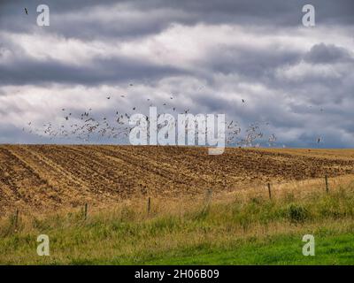 Un troupeau de goélands se lève après s'être nourris dans un champ labouré après avoir été dérangé par les marcheurs sur un chemin à proximité - pris par une journée nuageux Banque D'Images