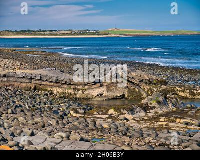 Les strates de roches pliées de Greymaare Rock sur la côte de Northumberland, près du château de Dunstanburgh.Un affleurement du seuil Whin. Banque D'Images