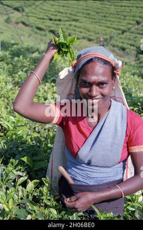 SRI LANKA: Les femmes cueilleurs de thé recrutent souvent de l'Inde et du Tamar qui travaillent sur les vastes plantations pittoresques de la piste du thé sur le domaine de Norwood Banque D'Images