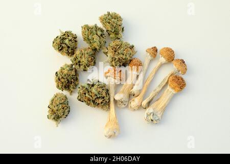 Mise en page de champignons psilocybe séchés et de bourgeons de marijuana sur fond blanc.Voyage psychédélique, loisirs dans le quartier des affaires.Concept de micro-dosage. Banque D'Images