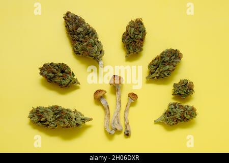 Mise en page de champignons psilocybe séchés et de bourgeons de marijuana sur fond jaune.Voyage psychédélique, loisirs dans le quartier des affaires.Concept de micro-dosage. Banque D'Images