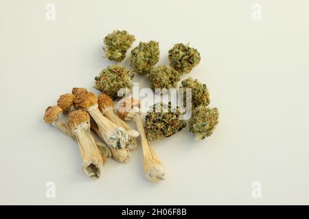 Mise en page de champignons psilocybe séchés et de bourgeons de marijuana sur fond blanc.Voyage psychédélique, loisirs dans le quartier des affaires.Concept de micro-dosage. Banque D'Images