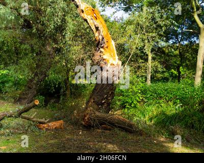 Un arbre de saule mûr au bord du lac avec tronc brisé par de grands vents Banque D'Images